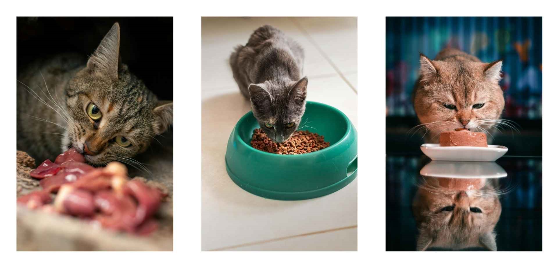 gatos comiendo
